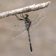 Orthetrum serapia male (4 of 9)